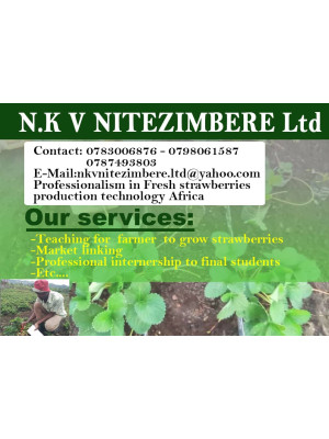 Valens Nsabimana, N.kv Nitezimbere Ltd