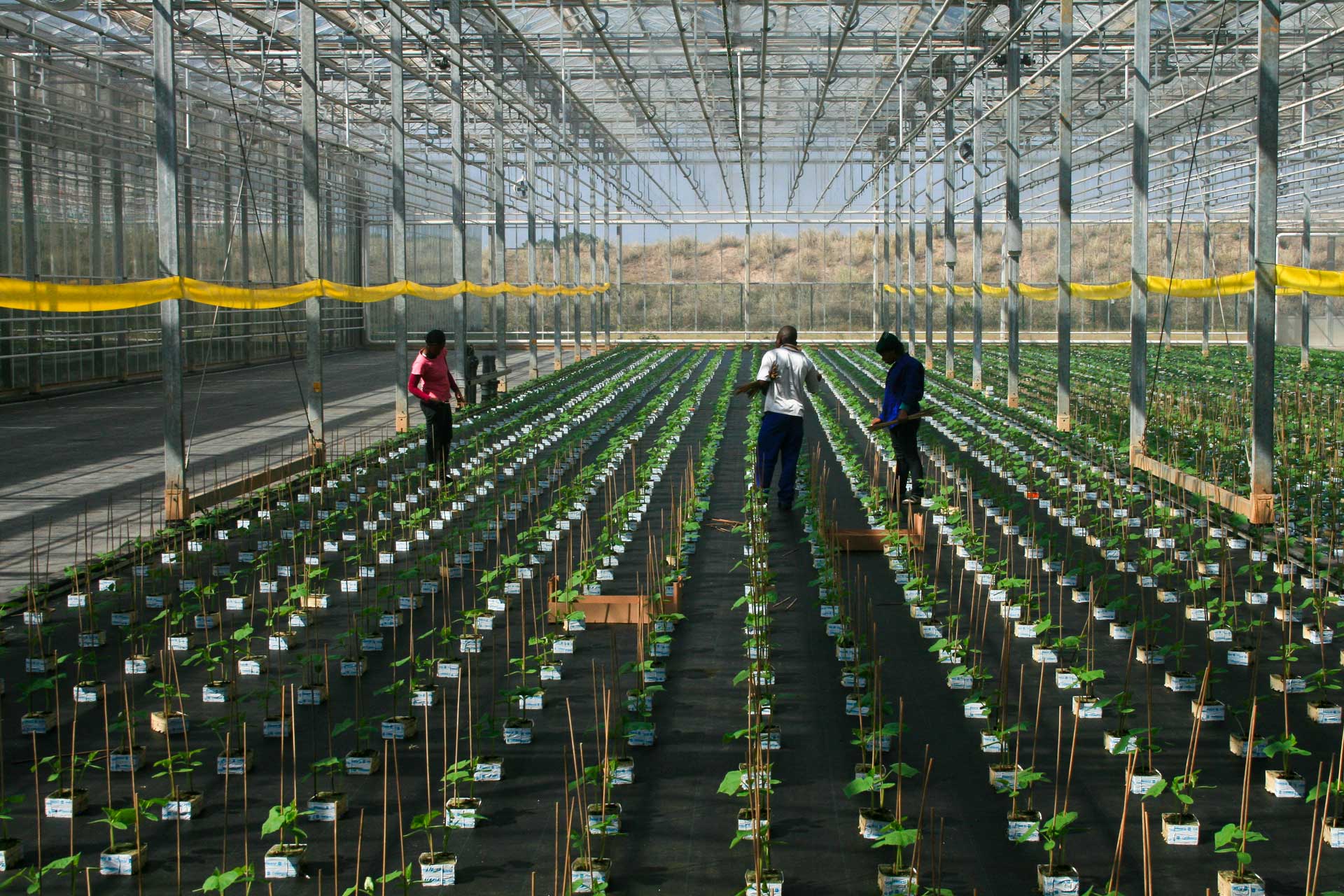 Technology as a Magnet for Young People in African Agriculture