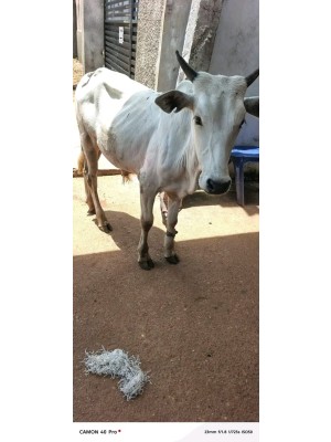 Hezekiah Acharak, Seyayonafat Enterprises