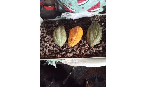 Cocoa